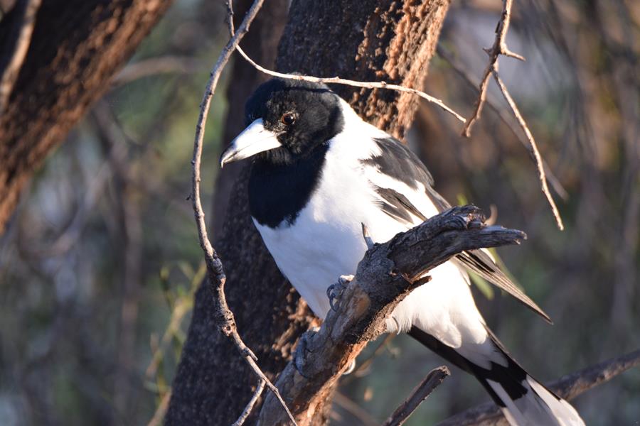 Butcherbird pied 2023 011.JPG